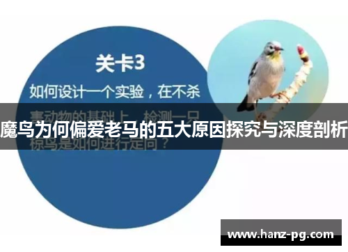 魔鸟为何偏爱老马的五大原因探究与深度剖析